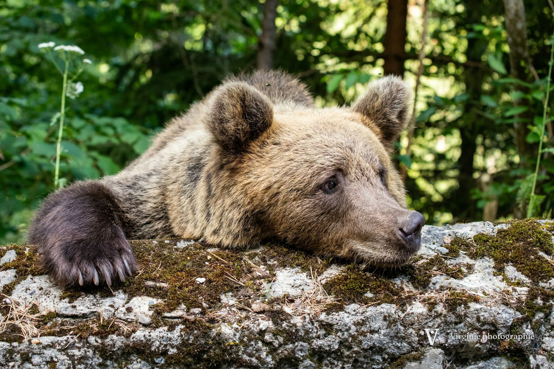 Un ours brun accoudé à un rocher moussu, en forêt