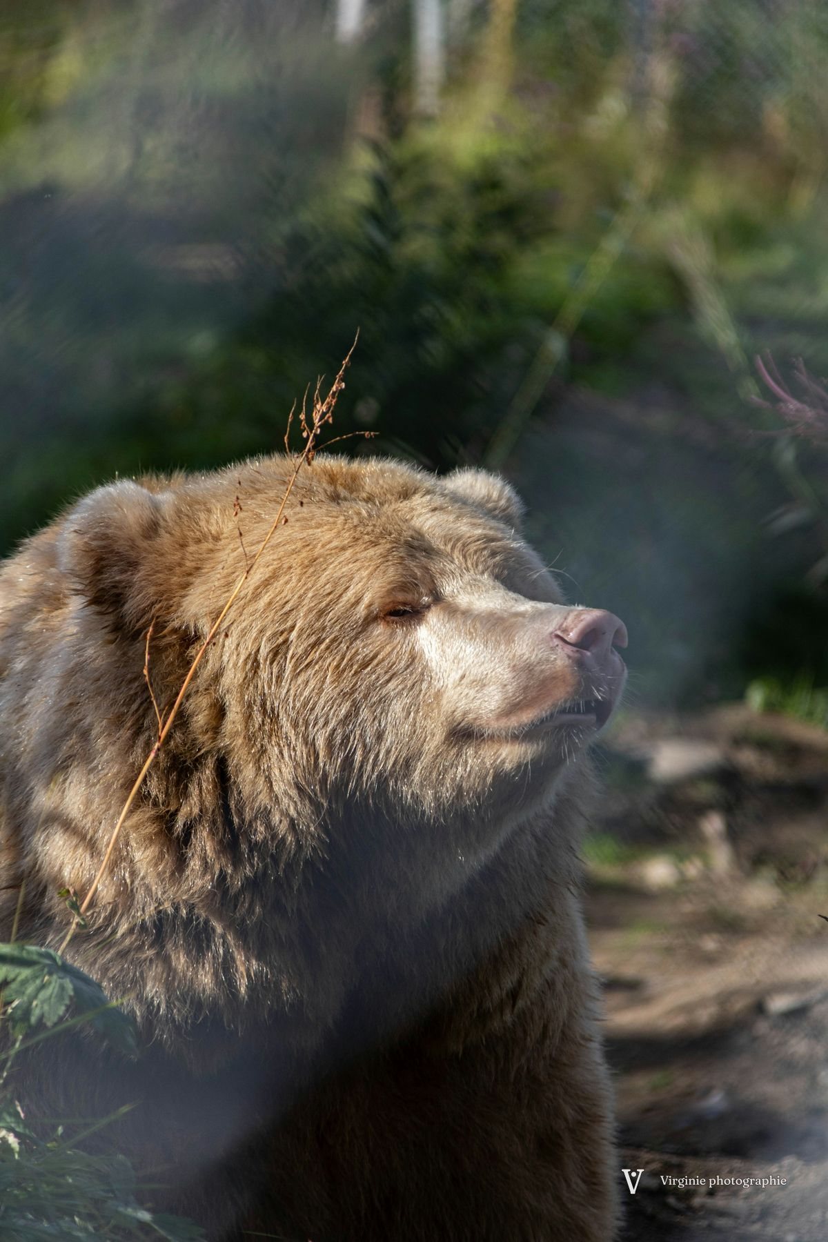 Un ours brun de profil, dans un sous-bois