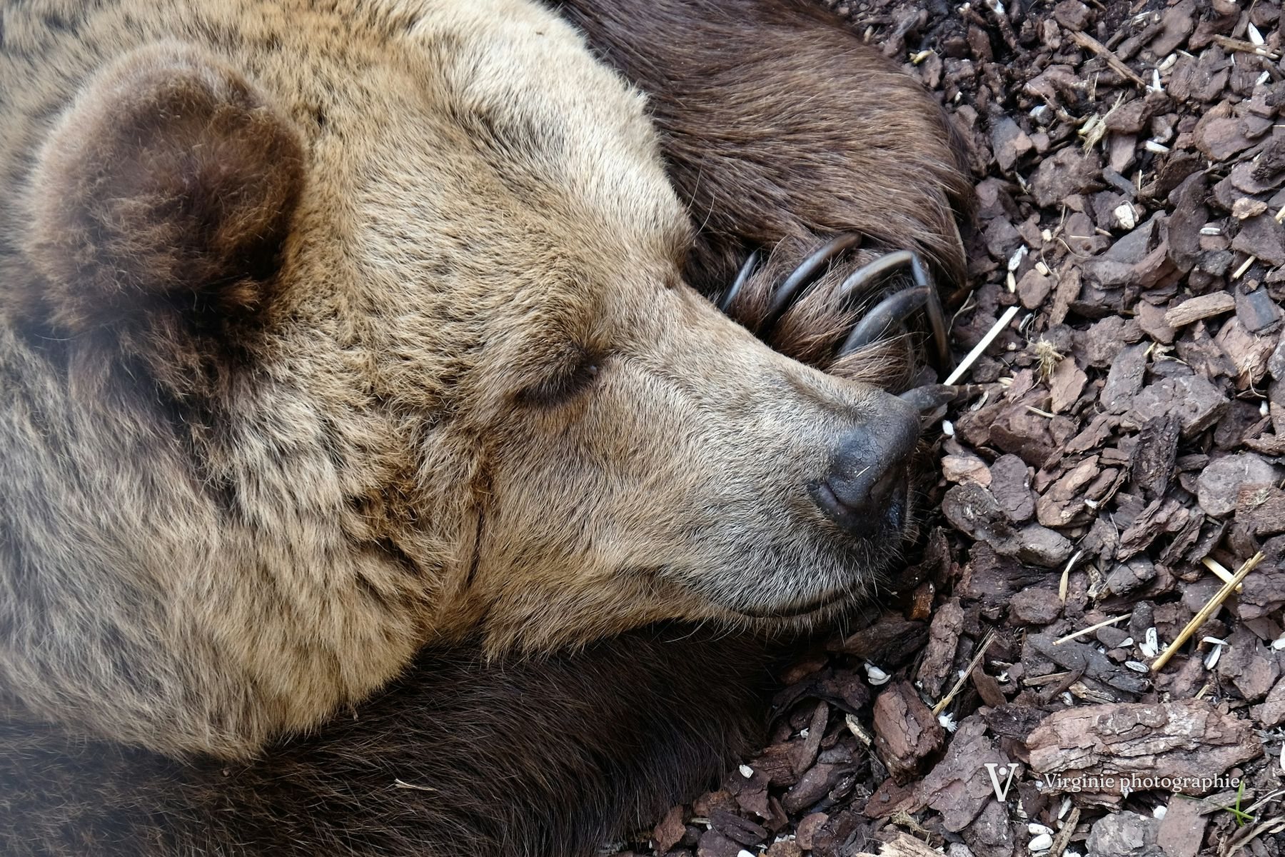 Un ours brun endormi, le museau posé sur l’écorce