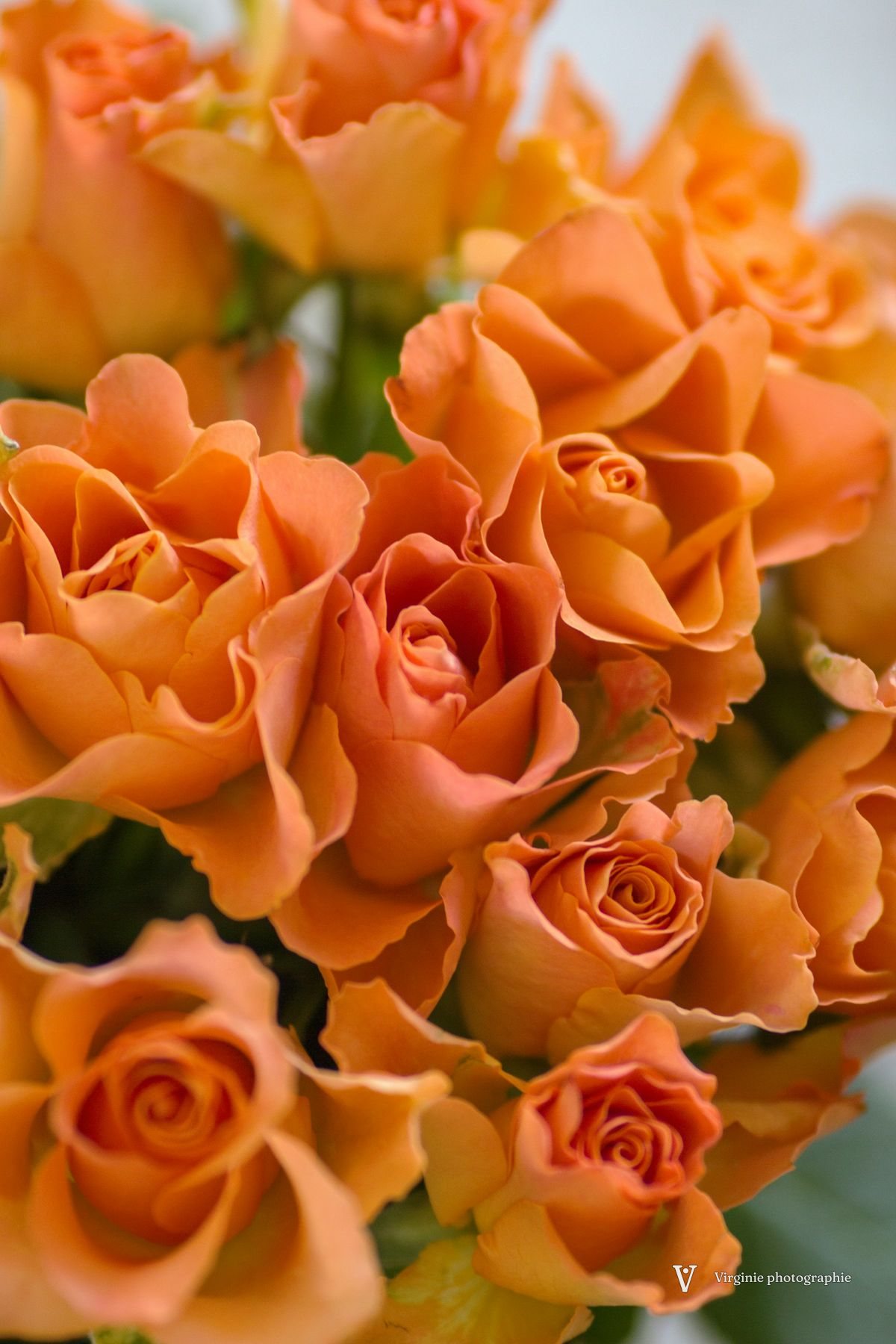 Un bouquet serré de roses orange