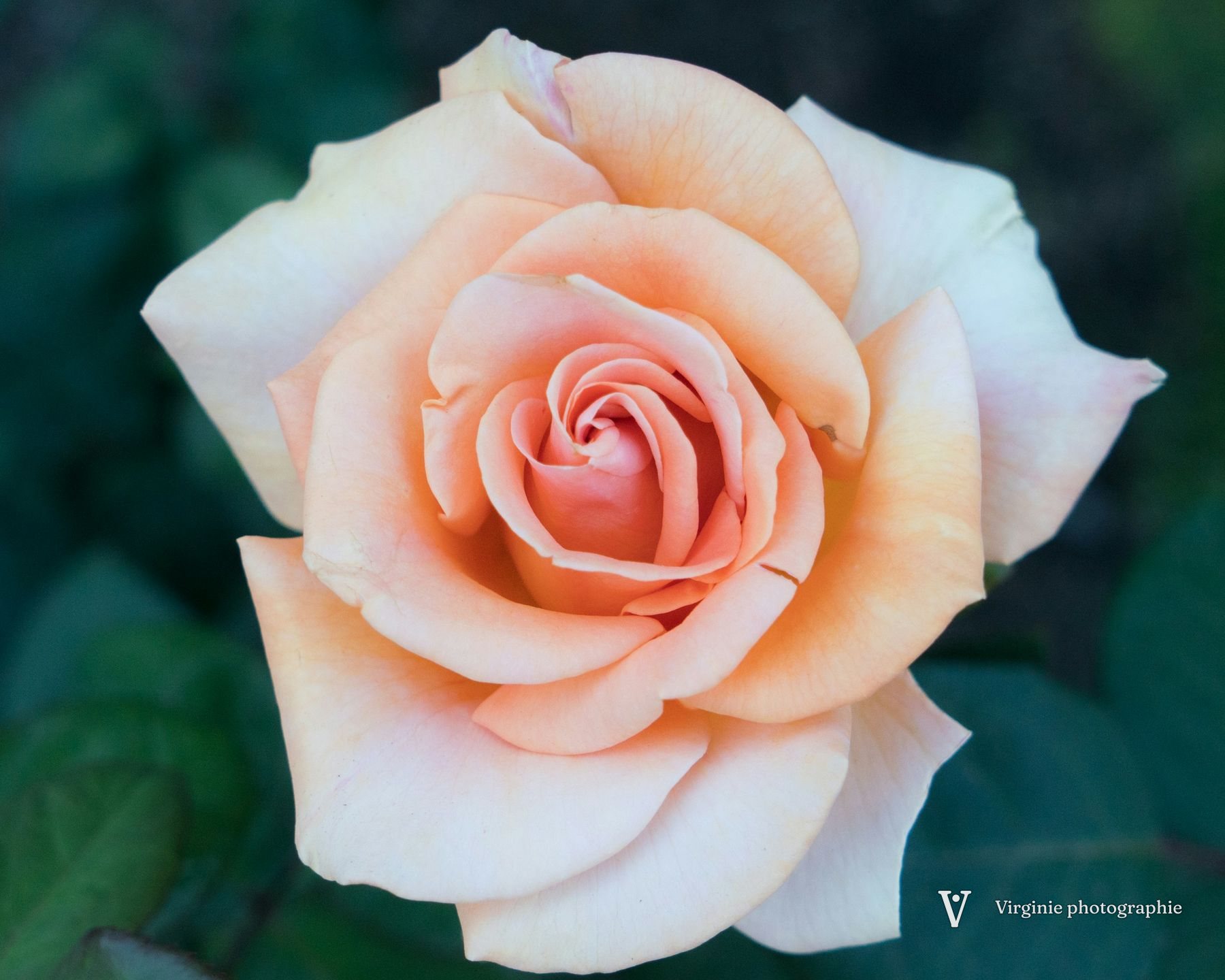 Une rose pêche épanouie, sur un fond de feuillage vert sombre