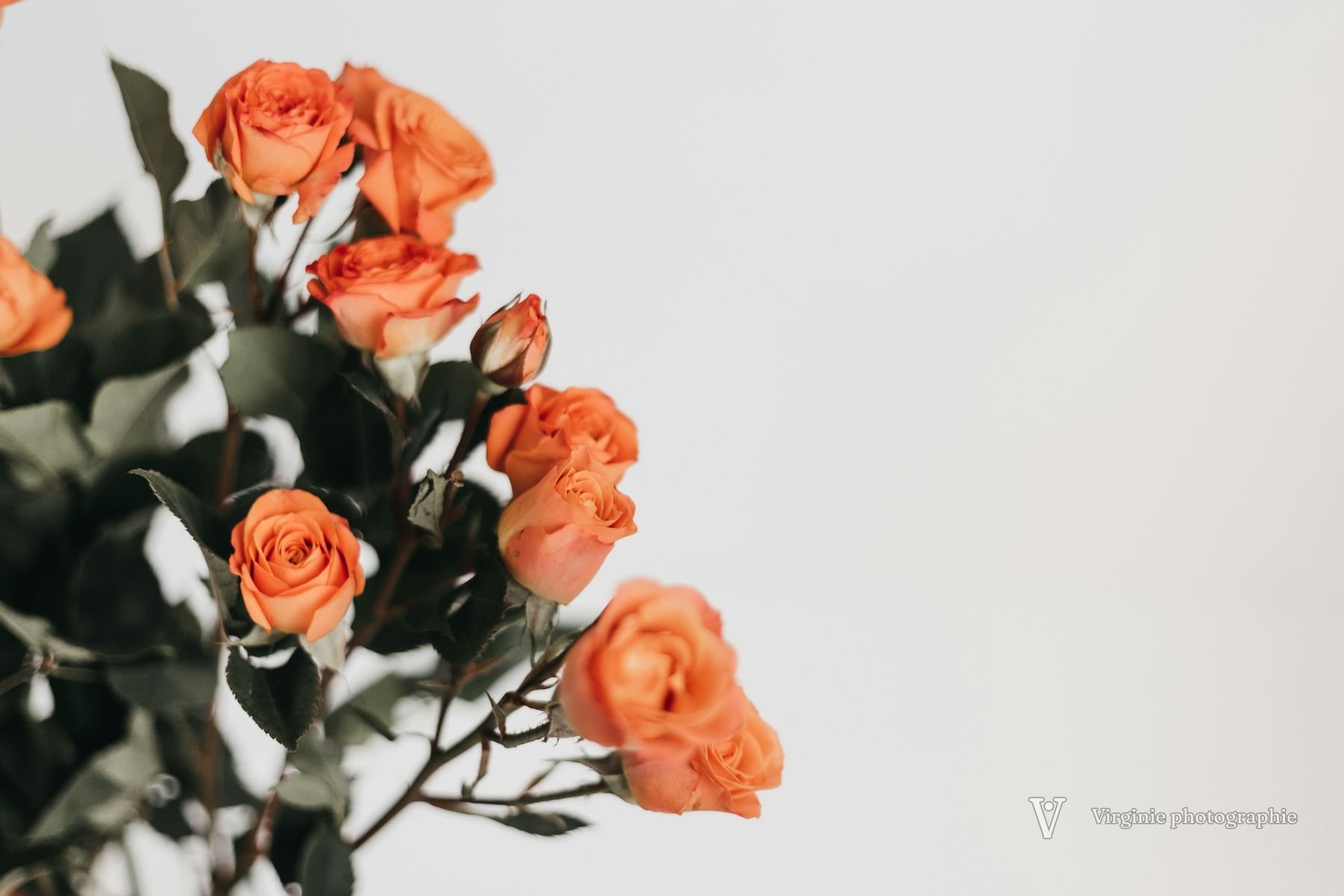 Une branche de petites roses orange sur un fond clair