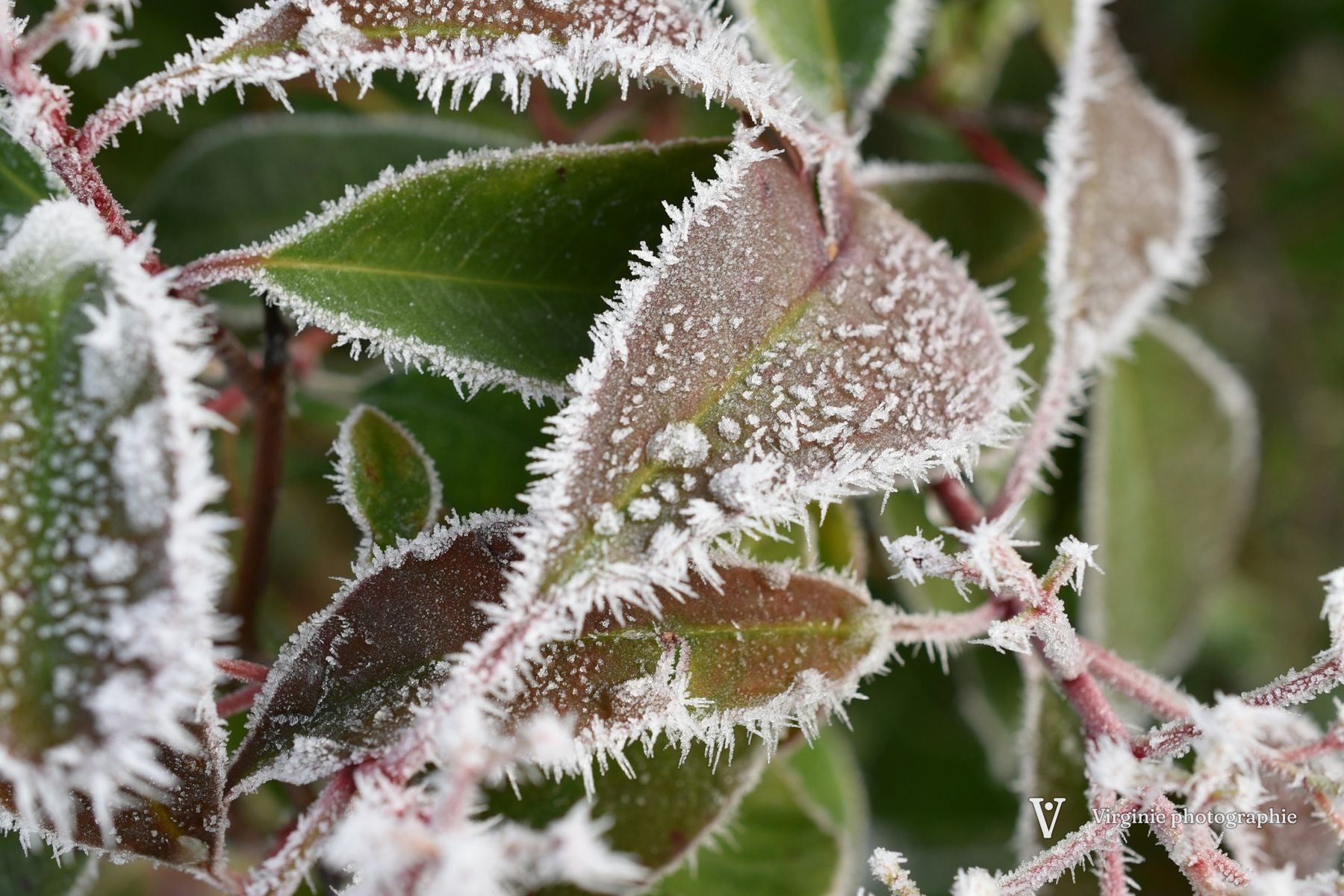 Des feuilles vertes et rouges bordées de cristaux de givre