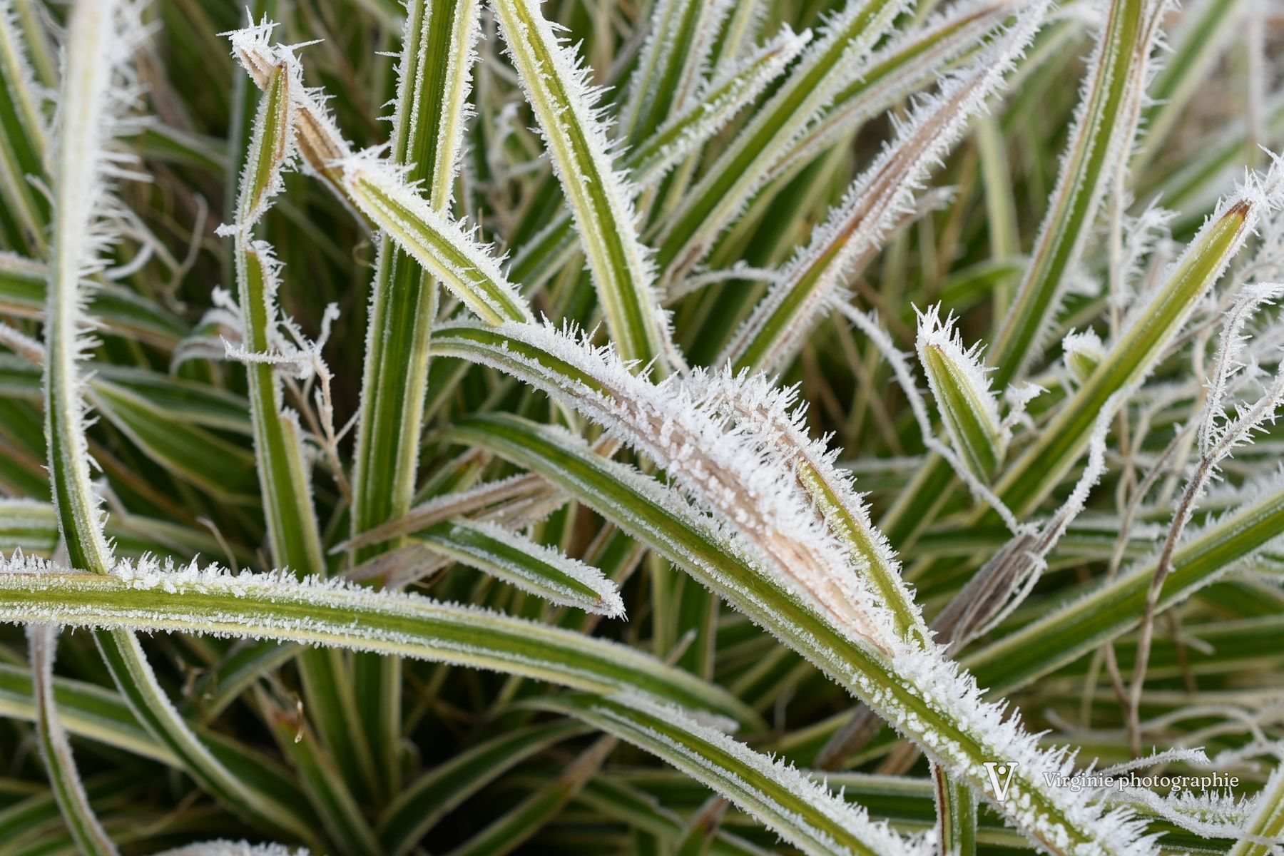 Des herbes rayées de vert et de blanc, recouvertes de givre