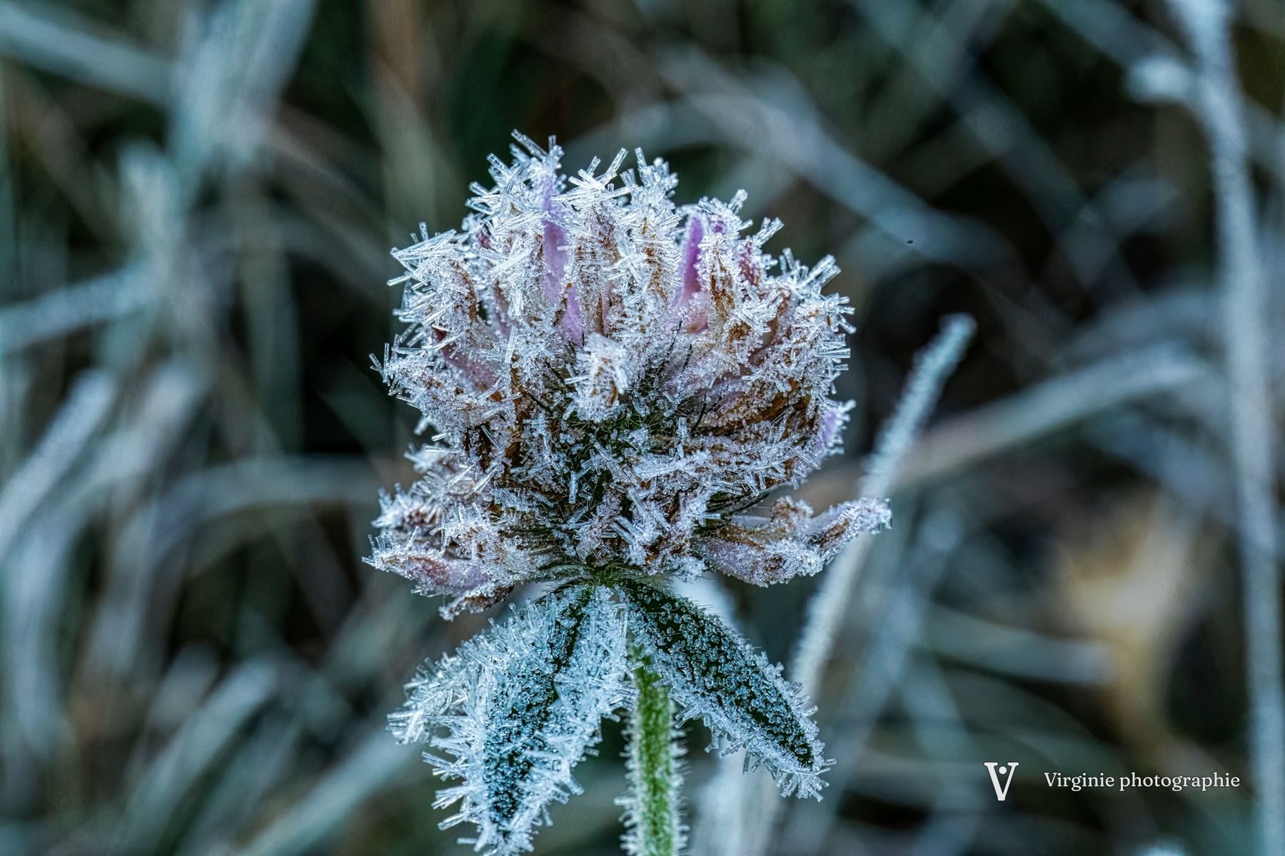 Une fleur de trèfle hérissée de cristaux de givre, sur fond d’herbes bleutées
