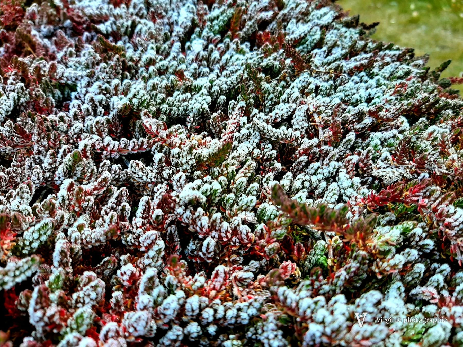 Un tapis de bruyère rouge et verte saupoudré de givre
