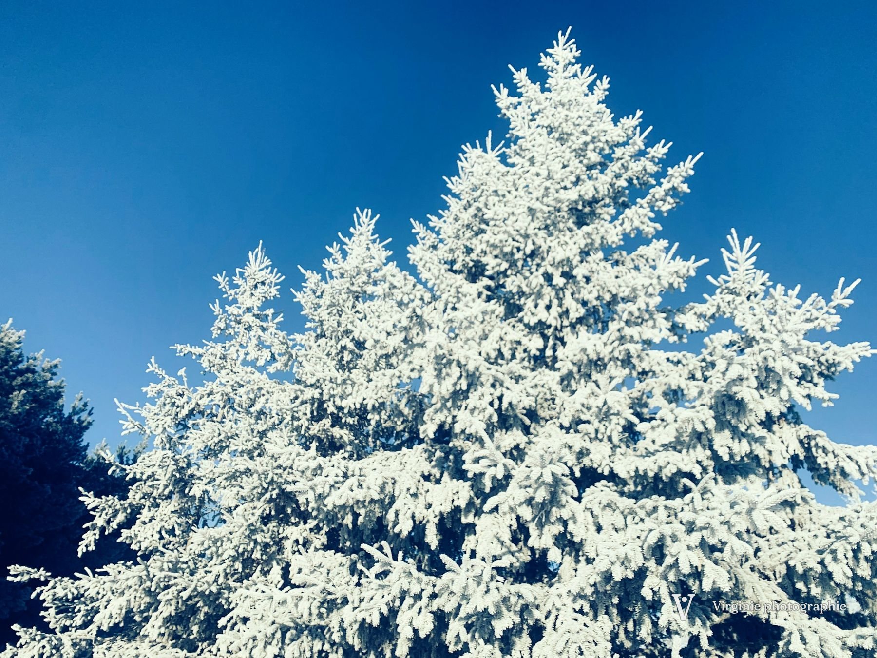 Un sapin entièrement couvert de givre, sous un ciel d’hiver bleu profond