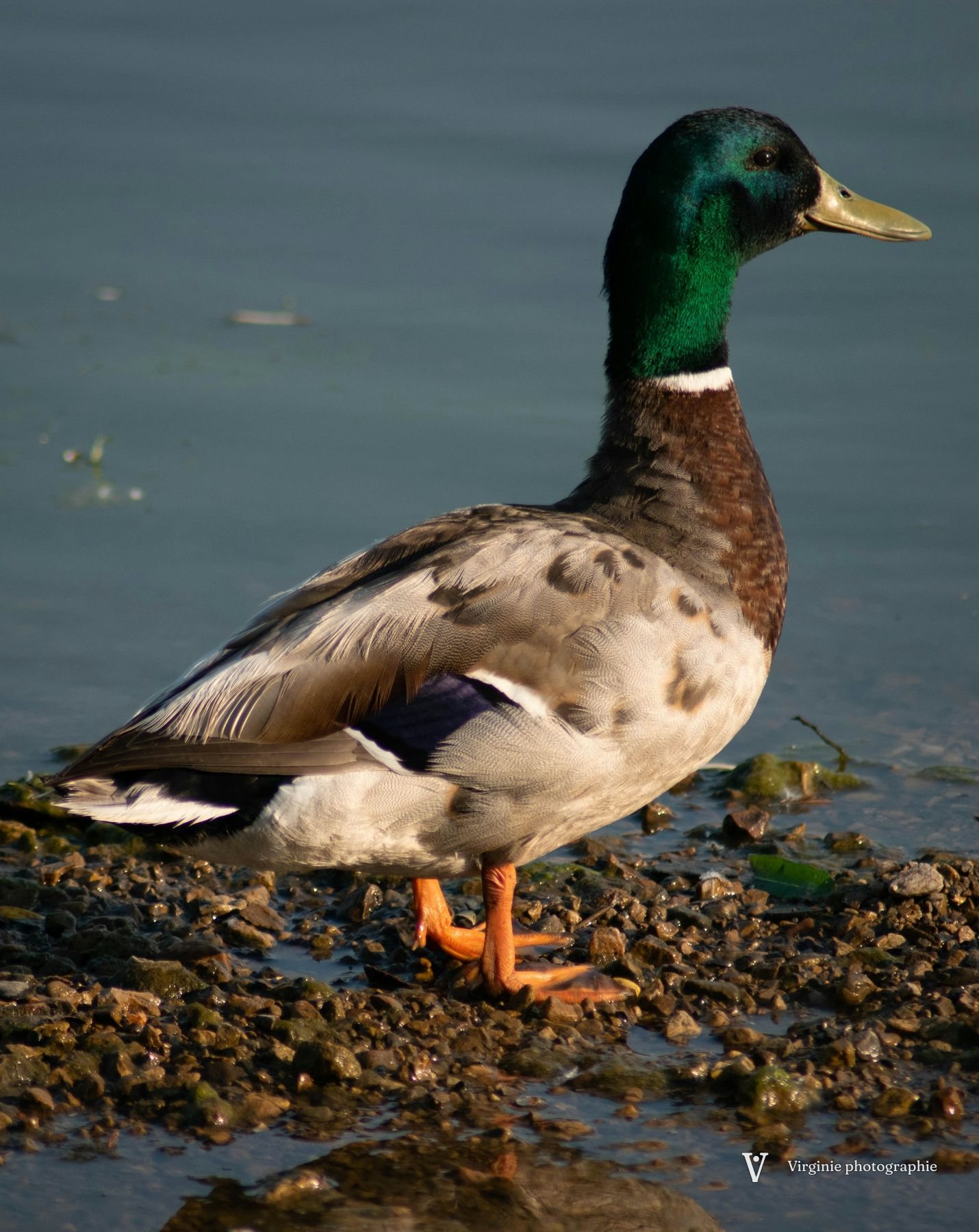 Un canard colvert mâle au bord de l’eau, dans la lumière du soir