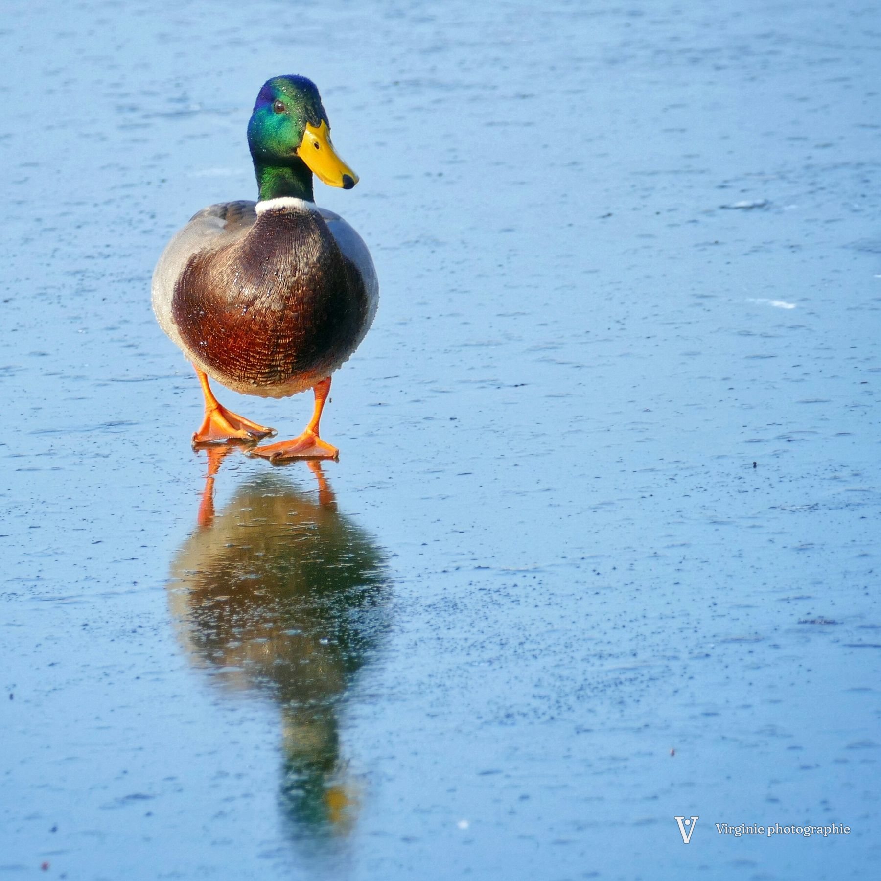 Un canard colvert qui marche sur un étang gelé, avec son reflet
