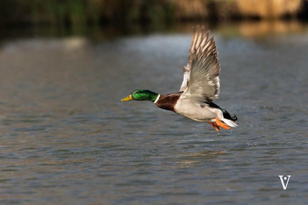 Exemple de tirage : un canard colvert en plein vol, au ras de l’eau