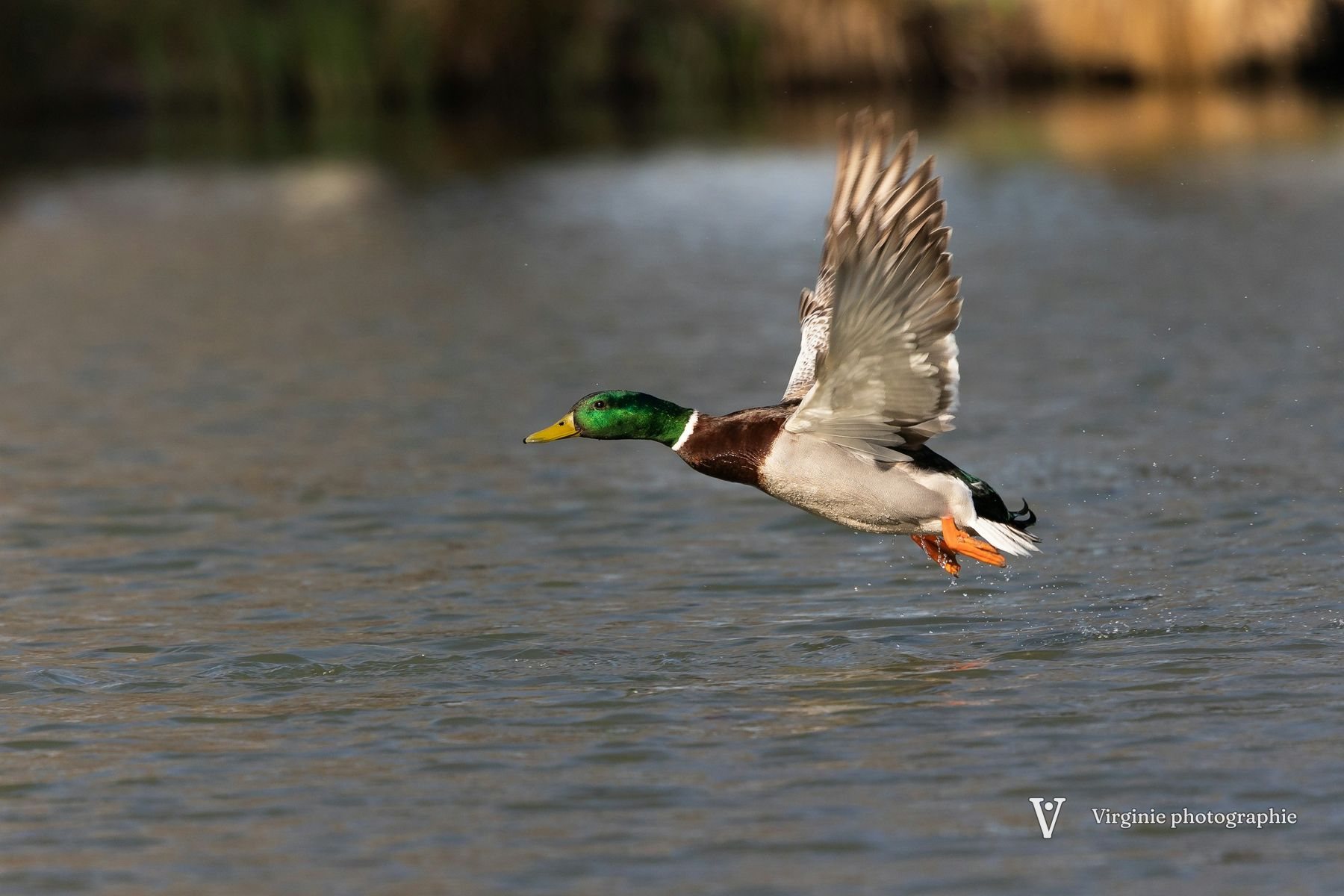 Un canard colvert en plein vol, au ras de l’eau