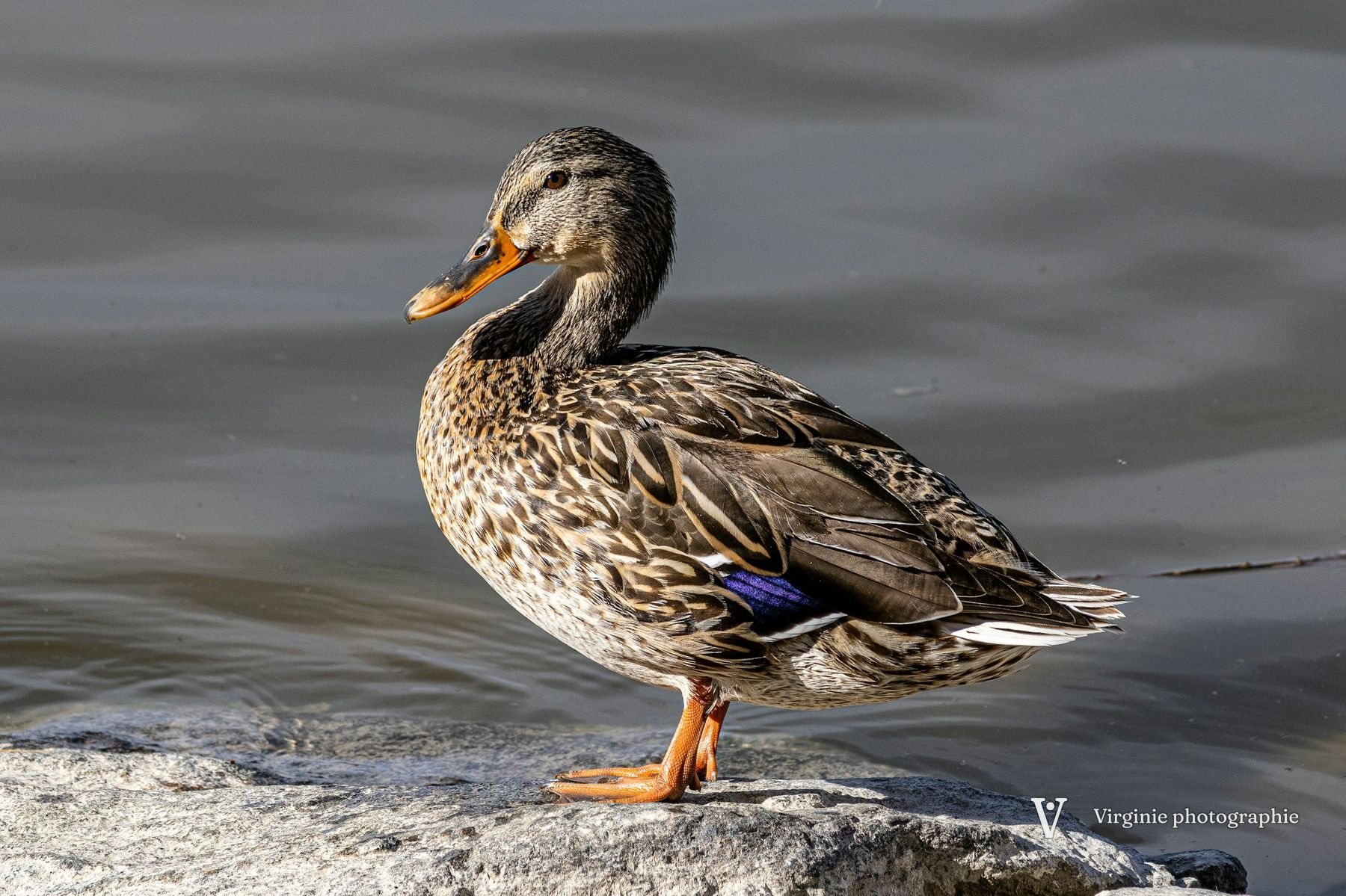Une cane colvert posée sur une pierre, au bord de l’eau