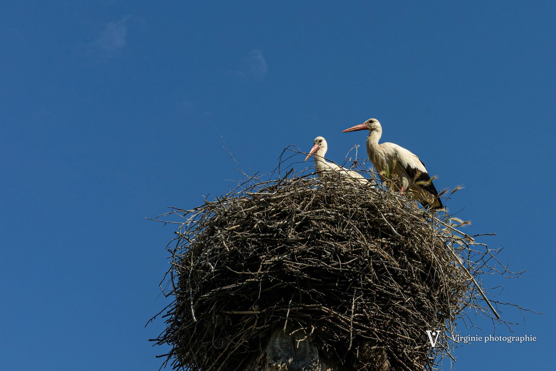 Deux cigognes sur un grand nid de branches, sous un ciel bleu