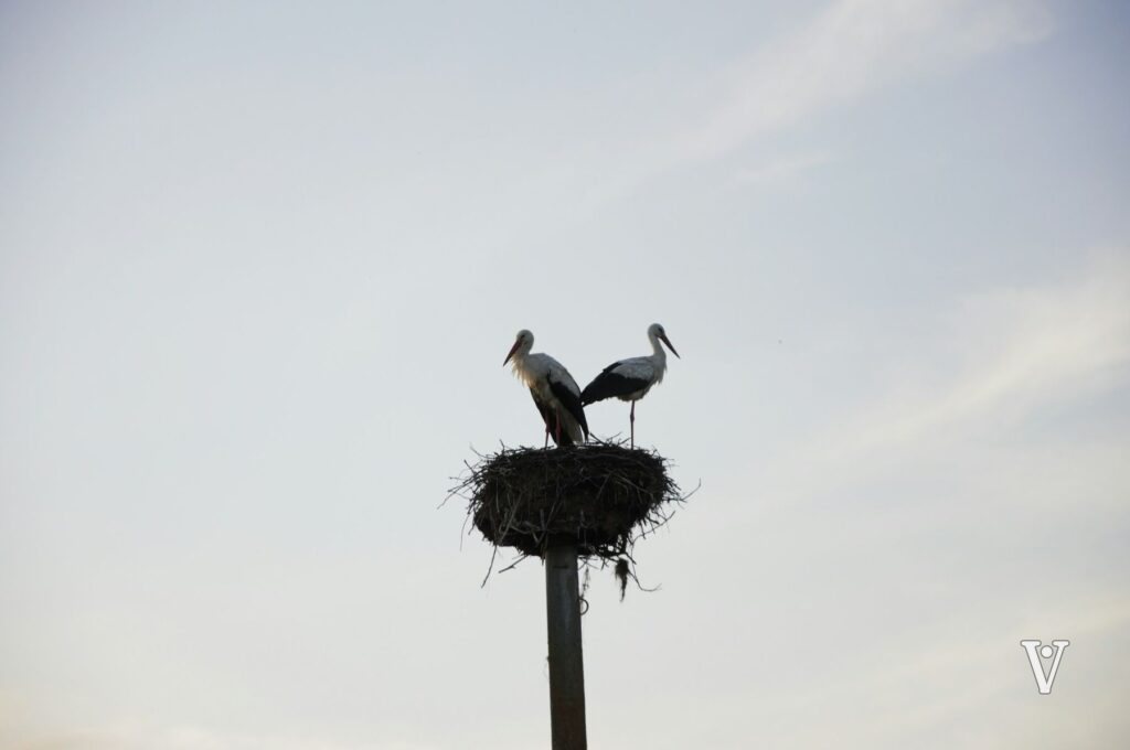 Deux cigognes sur leur nid, au sommet d’un poteau, sous un ciel pâle