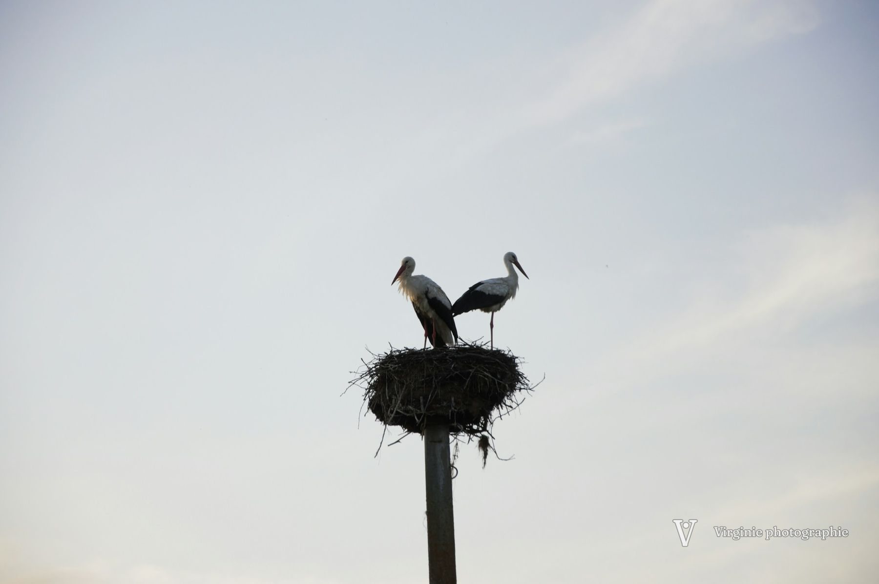 Deux cigognes sur leur nid, au sommet d’un poteau, sous un ciel pâle