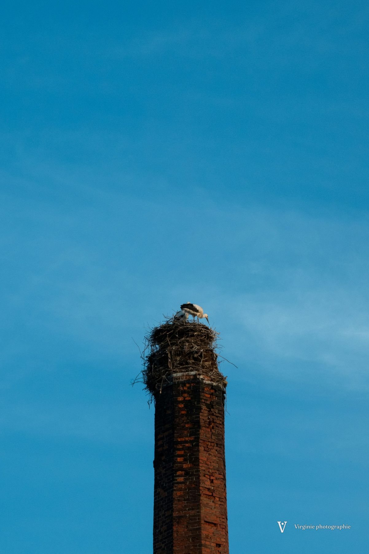Une cigogne sur son nid, au sommet d’une haute cheminée de brique, ciel bleu